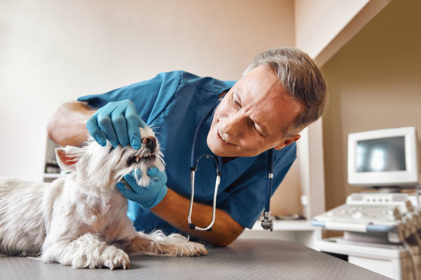 Best Emergency Treatment for Dental Infections or Abscesses in Grayvle, IL
